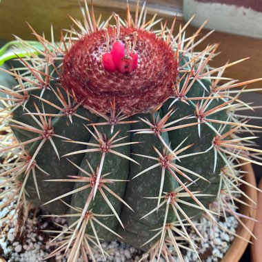 Melocactus matanzanus