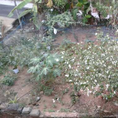 Aravind 's garden