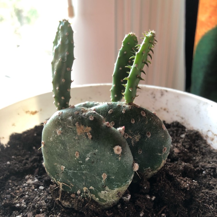 Plant image Opuntia quitensis 'Johnson's Hybrid'