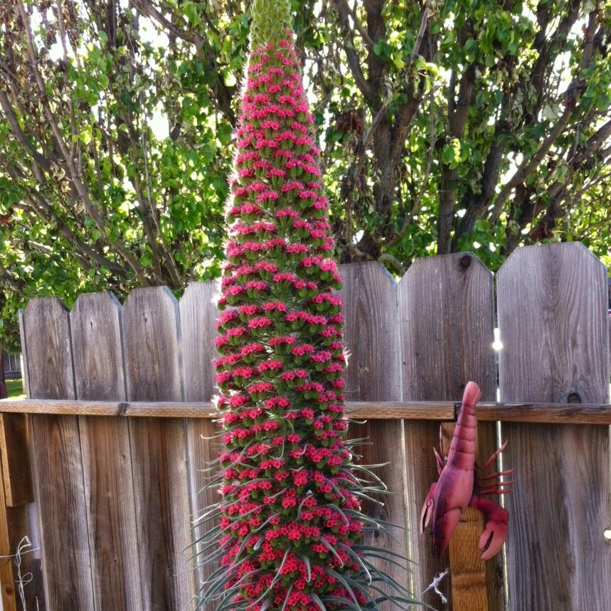 Plant image Echium wildpretii