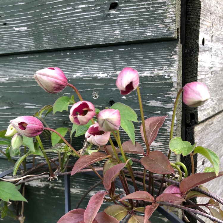 Plant image Clematis montana 'Olga'