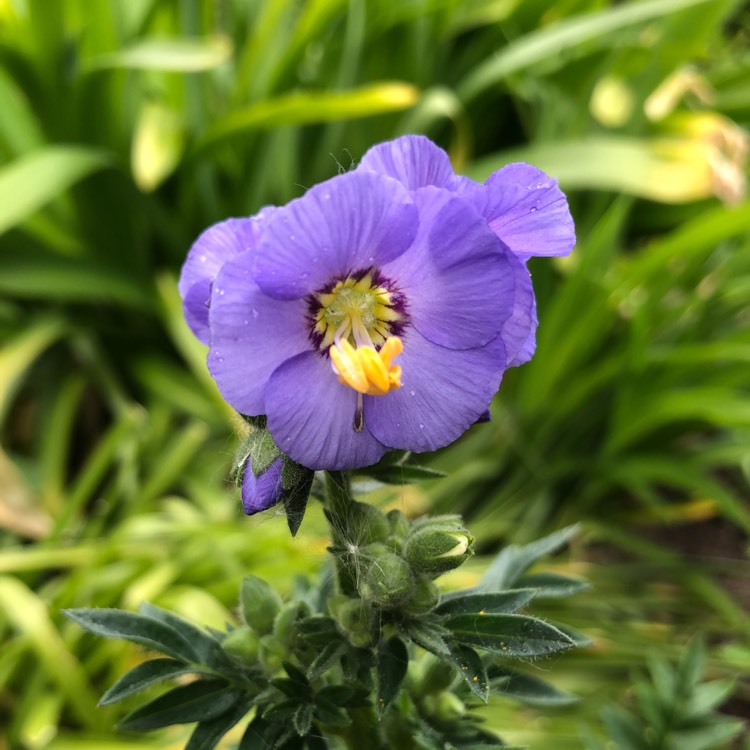 Plant image Polemonium caeruleum 'Bambino Blue'