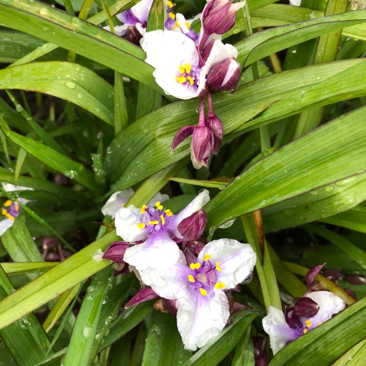 Plant image Tradescantia (Andersoniana Group) 'Bilberry Ice'