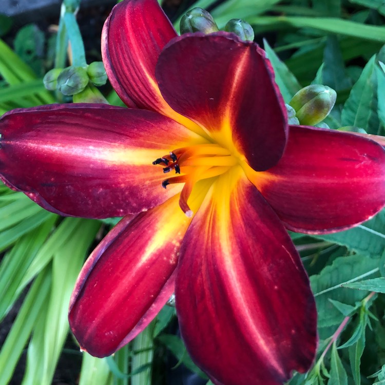 Plant image Hemerocallis 'Pardon Me'