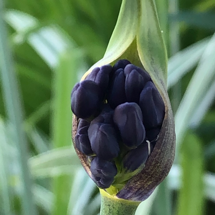 Plant image Agapanthus 'Indigo Dreams'