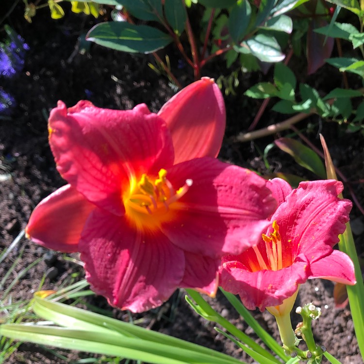 Plant image Hemerocallis 'Cranberry Baby'