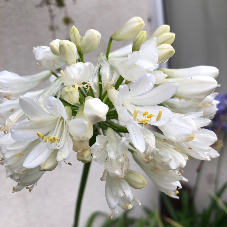 Plant image Agapanthus 'White Heaven'