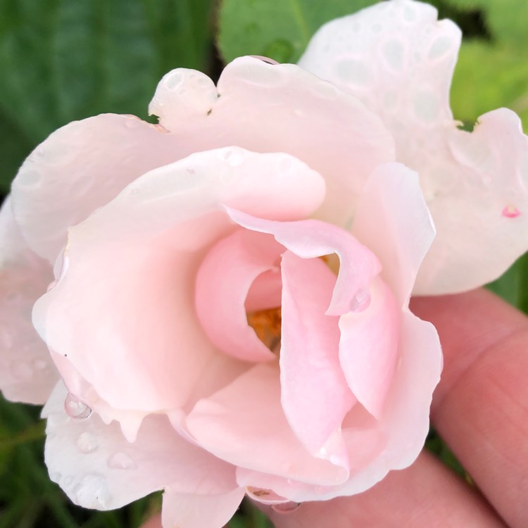 Plant image Rosa 'Princess Of Wales Hardinkum'