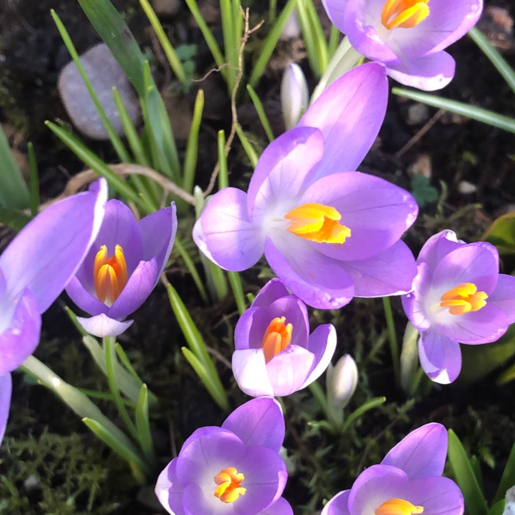 Plant image Crocus tommasinianus 'Lilac Beauty'