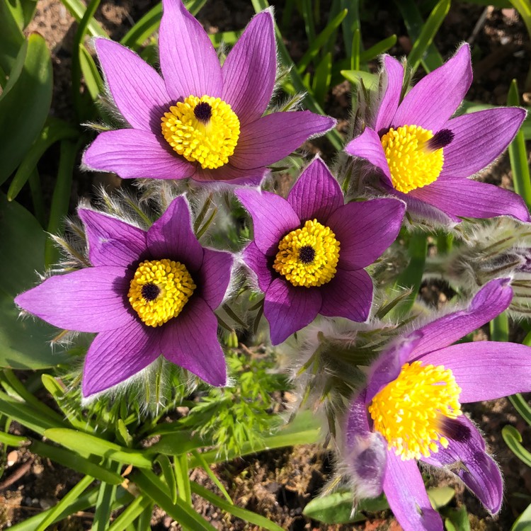 plant image 1251976