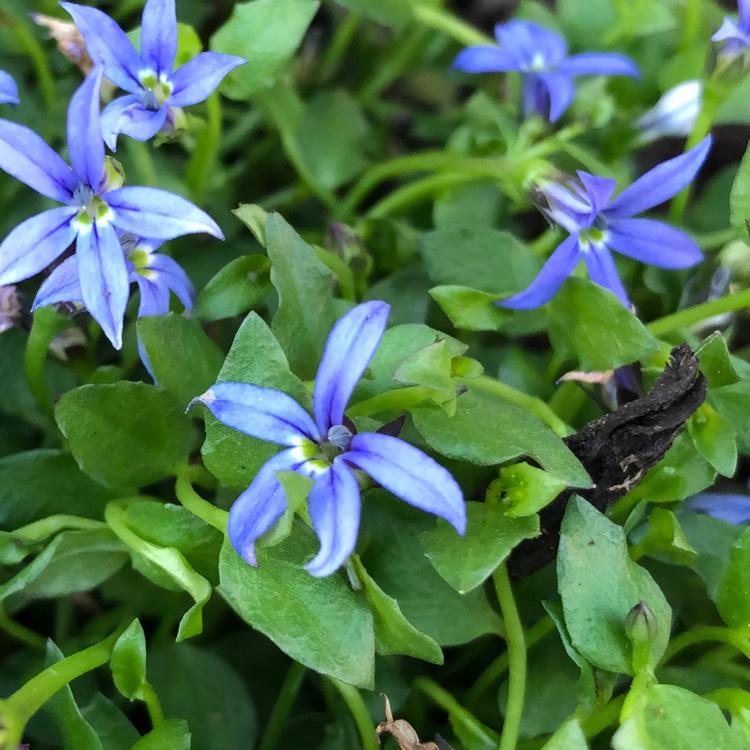 Plant image Lobelia pedunculata syn. Pratia pedunculata