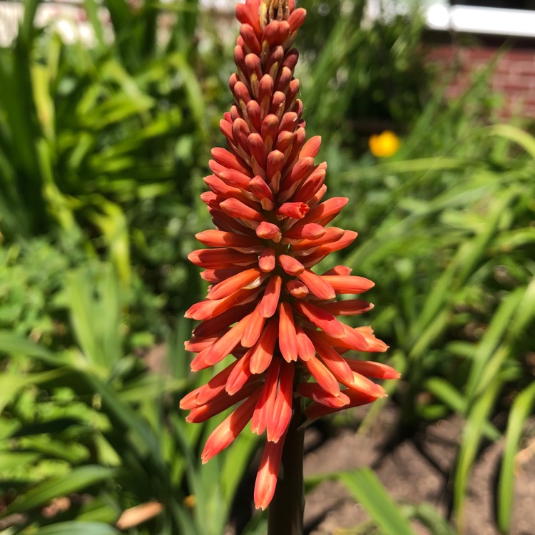 Plant image Kniphofia 'Orange Crush'