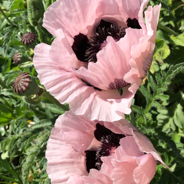 Plant image Papaver orientale 'Perry's white'