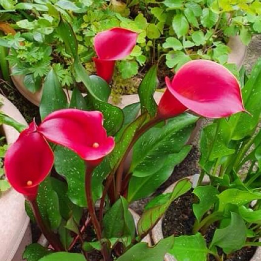 Plant image Zantedeschia 'Red Charm'