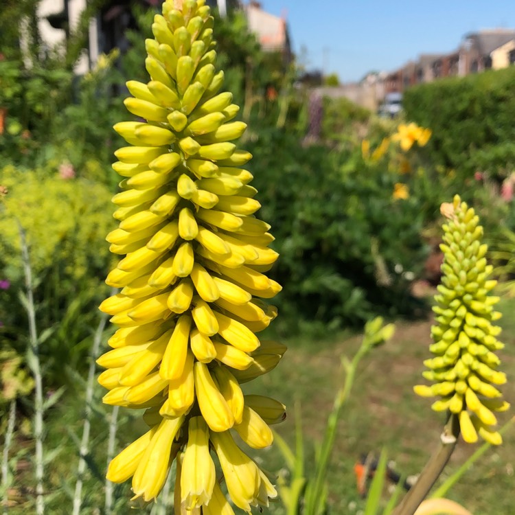 Plant image Kniphofia 'Lemon Popsicle' (Popsicle Series)