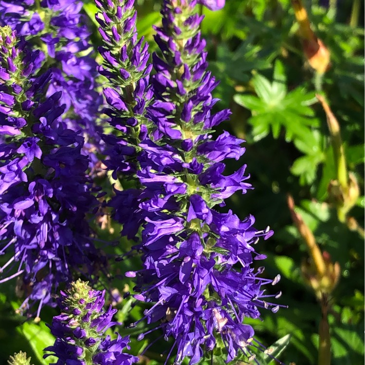 Plant image Veronica allionii