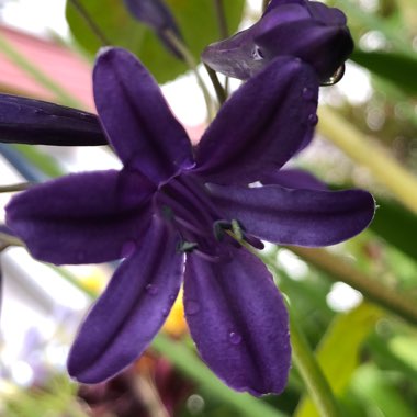 Agapanthus 'Royal Velvet' syn. Agapanthus praecox subsp. orientalis 'Royal Velvet'