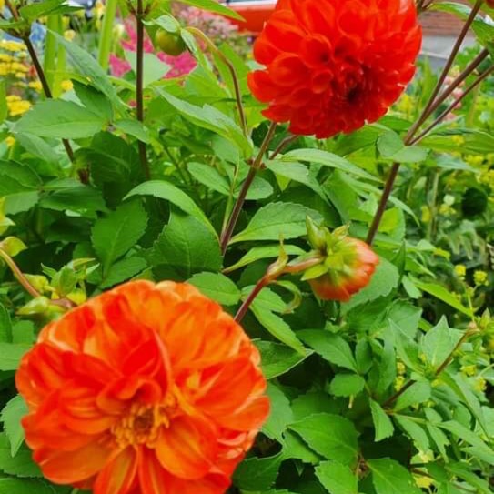 Plant image Dahlia 'Bantling'