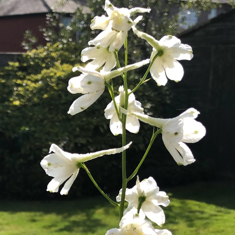 Plant image Delphinium 'Guardian White' (Guardian Series)