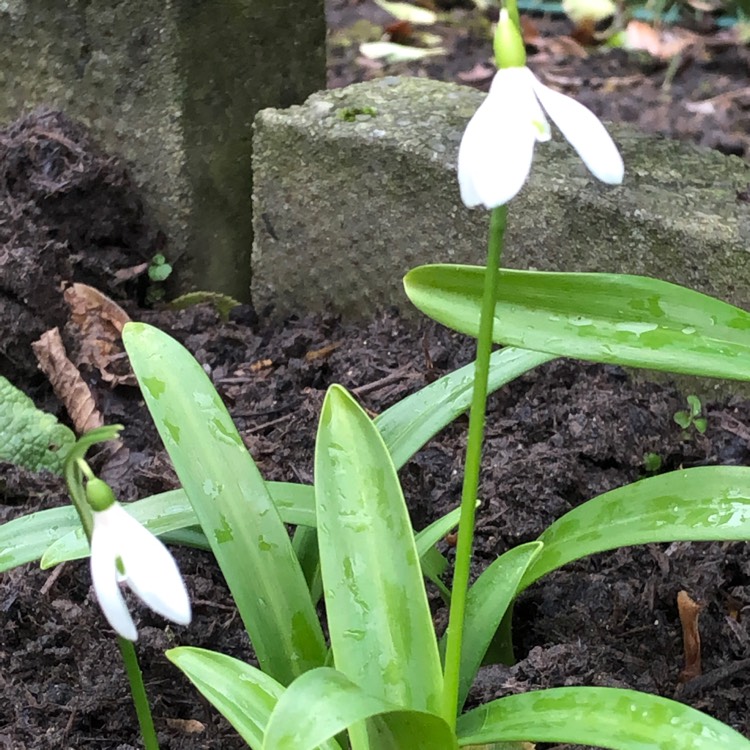 Plant image Galanthus woronowii