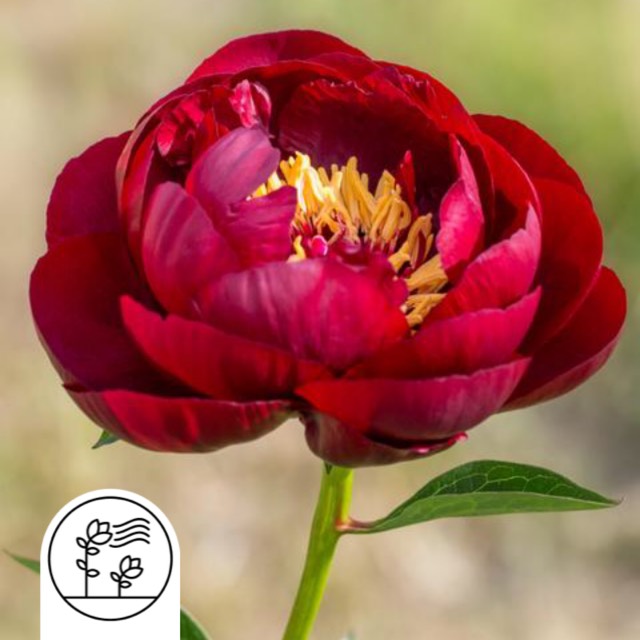 Plant image Paeonia 'Buckeye Belle'