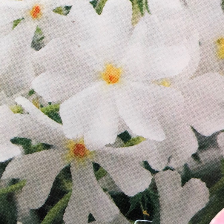 Plant image Phlox subulata 'Snowflake'