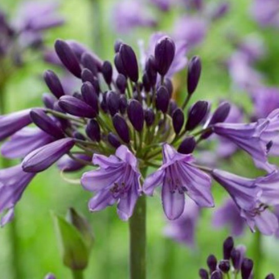 Plant image Agapanthus 'MP003' syn. Agapanthus 'Poppin' Purple', Agapanthus 'Ever Amethyst'