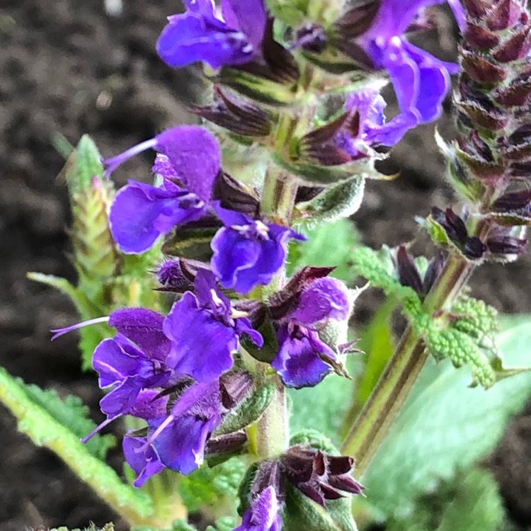 Plant image Salvia x sylvestris 'Blauhugel' syn. Salvia nemorosa 'Blue Mound', Salvia nemorosa 'Blauhugel', Salvia 'Blue Hills'