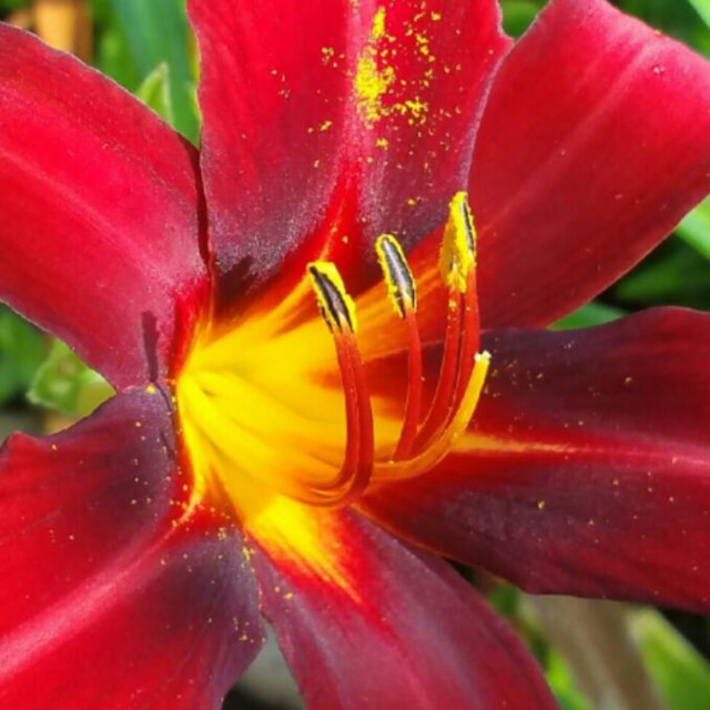 Plant image Hemerocallis 'Sammy Russell'