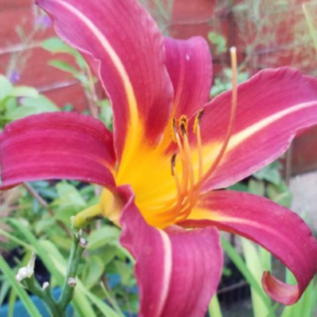 Plant image Hemerocallis 'Autumn Red'