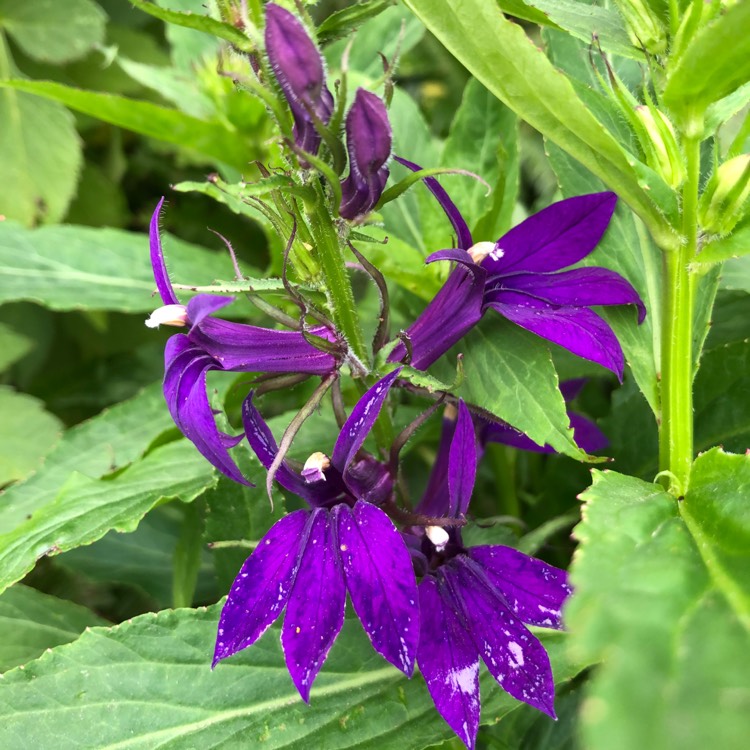 Plant image Lobelia x gerardii 'Vedrariensis'