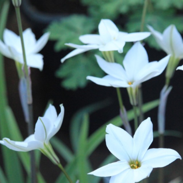 Plant image Ipheion 'Alberto Castillo' syn. Ipheion uniflorum 'Alberto Castillo'