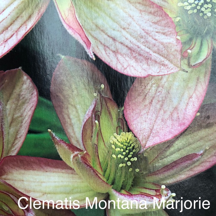 Plant image Clematis montana 'Marjorie'