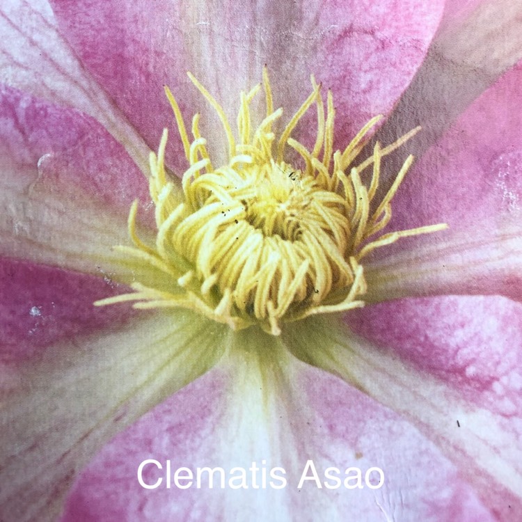 Plant image Clematis 'Asao'