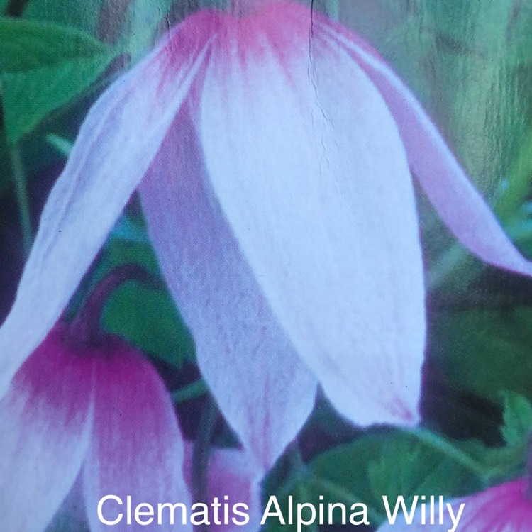 Plant image Clematis alpina 'Willy'