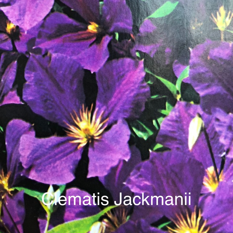 Plant image Clematis jackmanii 'Superba'