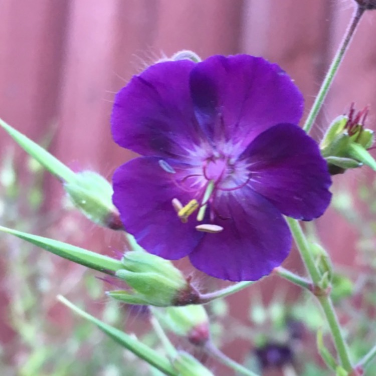 Plant image Geranium phaeum 'Raven'