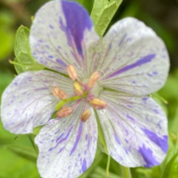 Plant image Geranium pratense 'Delft Blue'