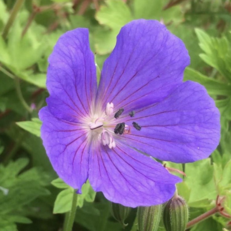 Plant image Geranium himalayense 'Gravetye'