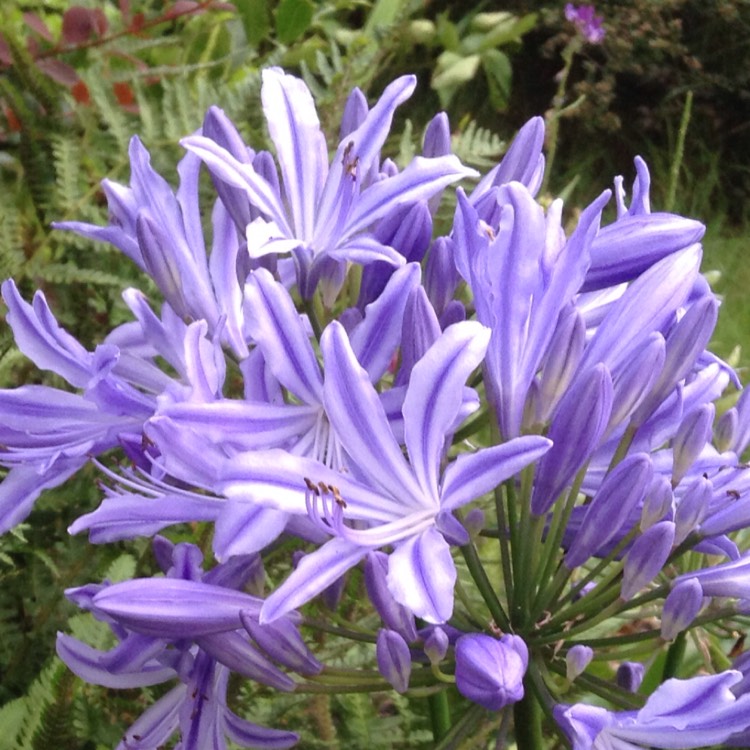 Plant image Agapanthus 'Purple Star'