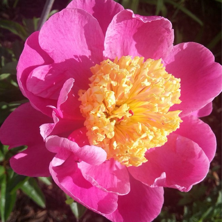 Plant image Paeonia lactiflora 'Karl Rosenfield'