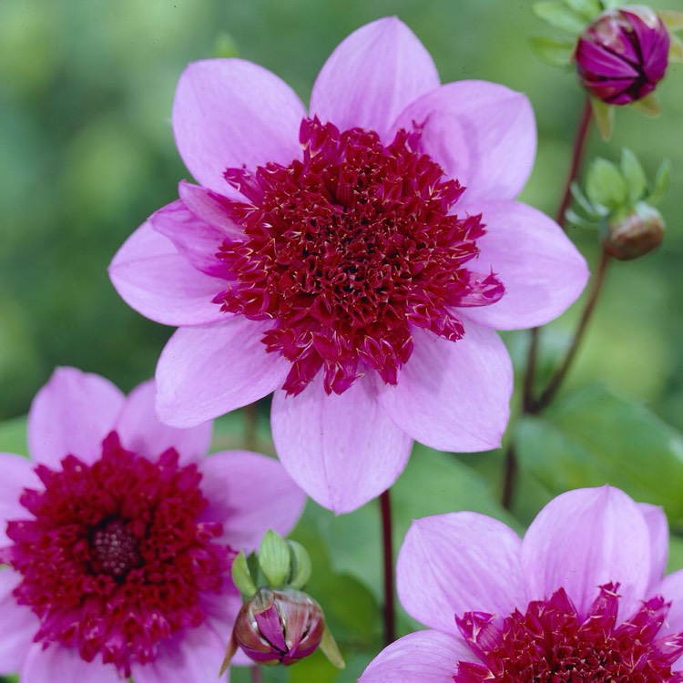 Plant image Dahlia 'Bayou' syn. Dahlia 'Blue Bayou'