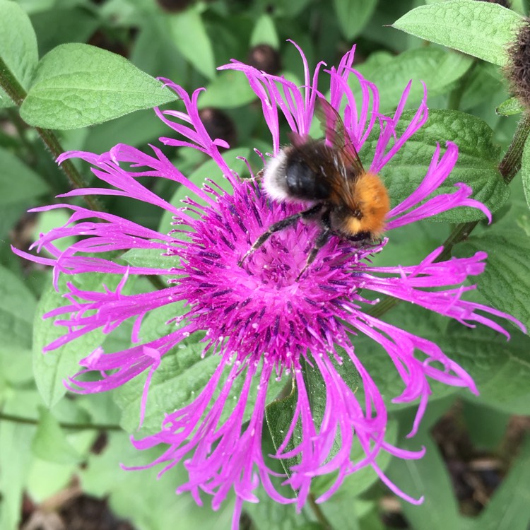 Plant image Centaurea 'Caramia'