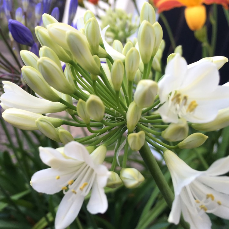 Plant image Agapanthus 'Snowstorm' (Storm Series) syn. Agapanthus 'Snow Storm'