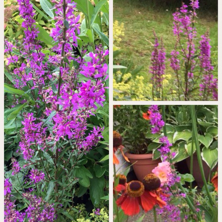 Plant image Lythrum Virgatum 'Dropmore Purple'