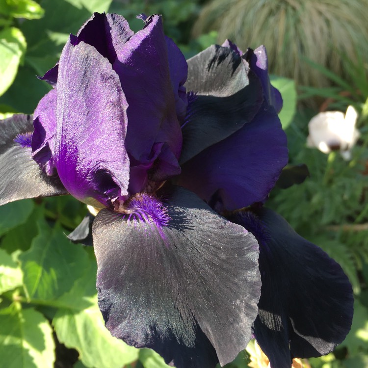 Plant image Iris x germanica 'Deep Black'