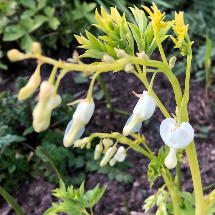 Plant image Lamprocapnos spectabilis 'Alba' syn. Dicentra spectabilis 'Alba'