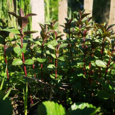 Mentha x piperita f. citrata 'Chocolate'