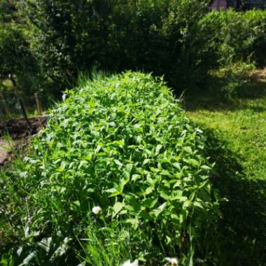 Jerusalem Artichoke