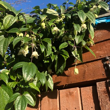 Clematis x cartmanii 'Avalanche'